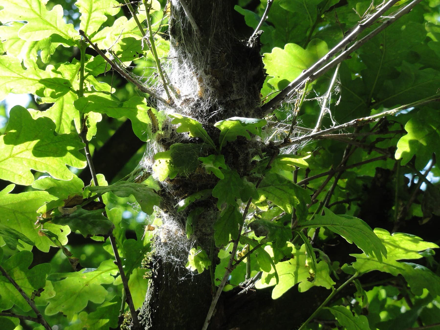 Gespinstnest des Eichenprozessionsspinners an einer Eiche im Sonnenlicht